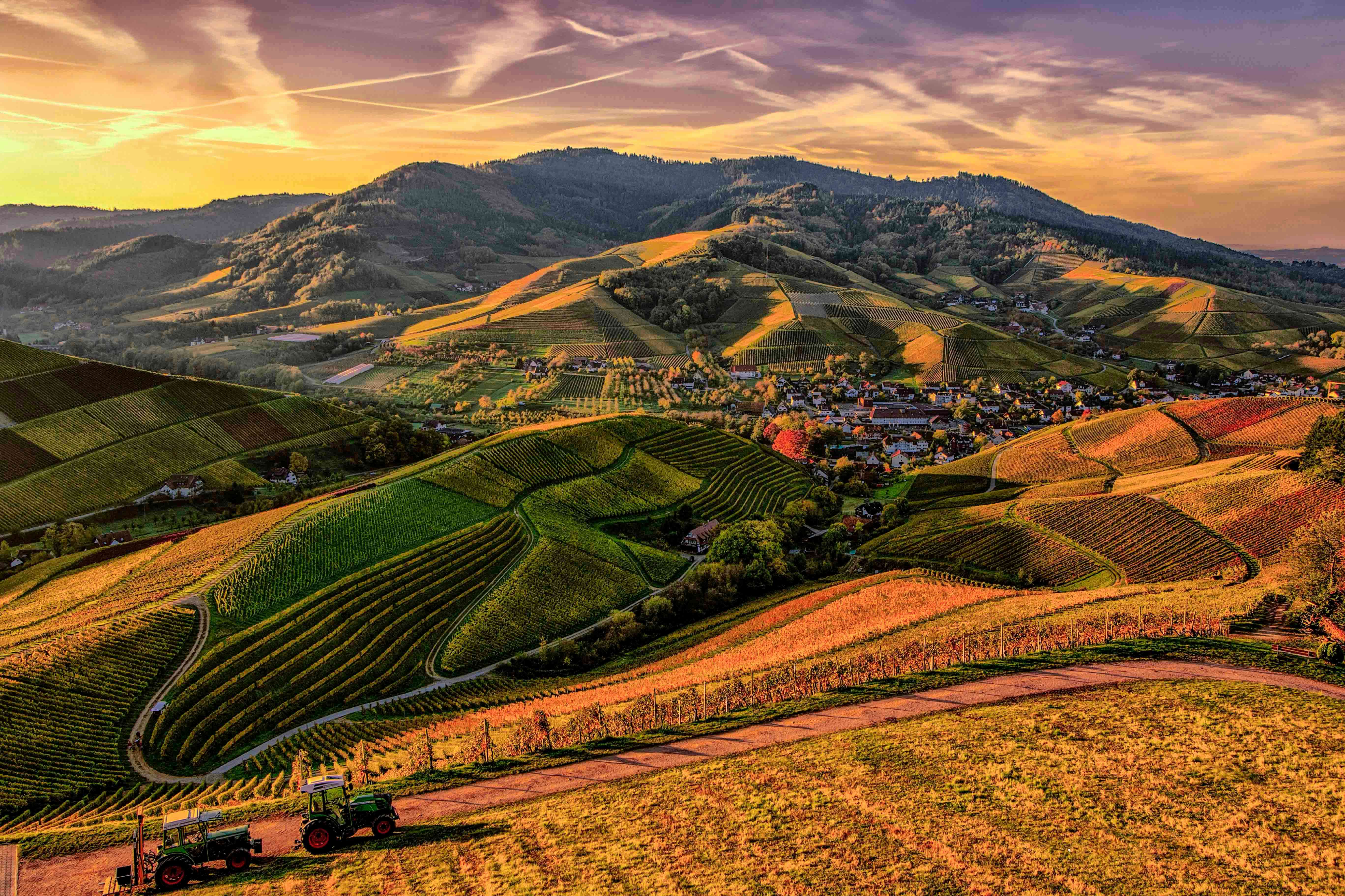 Vineyard Sunset Wallpaper HD - Hills Valley 4K | MirrorLog